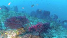 Fotografia subacquea di un gruppo di Gorgonie rosse sull'isola del Giglio